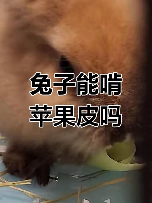 兔子可以吃苹果吗-兔子可以吃苹果吗为什么-第4张图片 兔子可以吃苹果吗-兔子可以吃苹果吗为什么-第4张图片