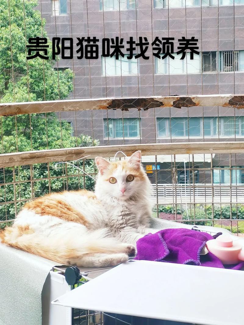 解析“猫六”你不知道的事-第2张图片 解析“猫六”你不知道的事-第2张图片