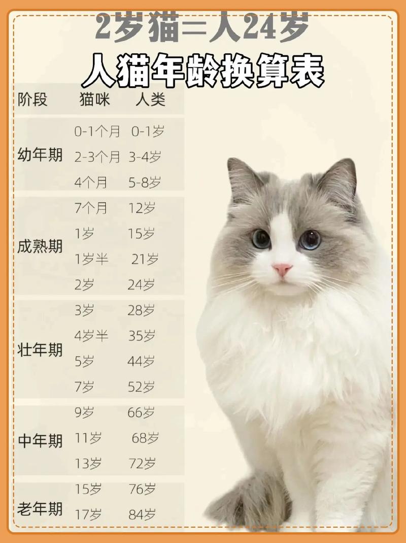解析“猫六”你不知道的事-第3张图片 解析“猫六”你不知道的事-第3张图片