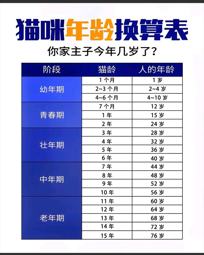 解析“猫六”你不知道的事-第4张图片 解析“猫六”你不知道的事-第4张图片