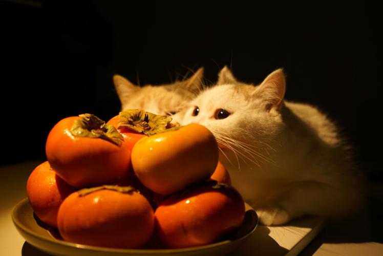 作为消费者“猫能吃柿子吗”你不能不知道-第3张图片 作为消费者“猫能吃柿子吗”你不能不知道-第3张图片