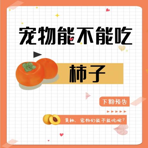作为消费者“猫能吃柿子吗”你不能不知道-第6张图片 作为消费者“猫能吃柿子吗”你不能不知道-第6张图片