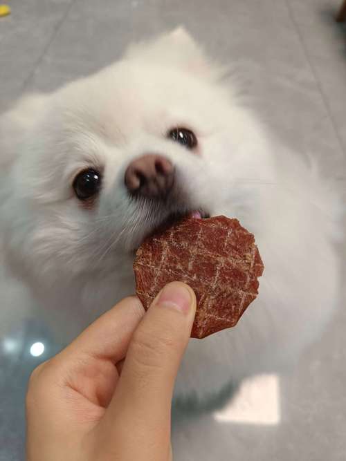 狗狗能吃面包片吗/狗狗能吃面包片吗有营养吗-第2张图片 狗狗能吃面包片吗/狗狗能吃面包片吗有营养吗-第2张图片