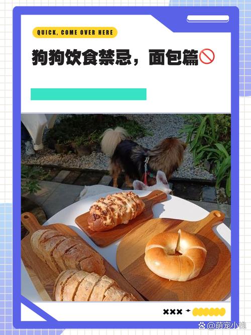 狗狗能吃面包片吗/狗狗能吃面包片吗有营养吗-第4张图片 狗狗能吃面包片吗/狗狗能吃面包片吗有营养吗-第4张图片