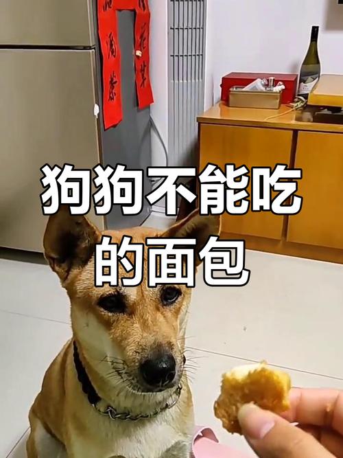 狗狗能吃面包片吗/狗狗能吃面包片吗有营养吗-第5张图片 狗狗能吃面包片吗/狗狗能吃面包片吗有营养吗-第5张图片