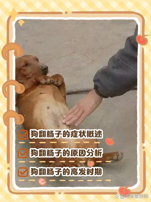 狗翻肠子什么症状/狗翻肠子什么症状多久好-第3张图片 狗翻肠子什么症状/狗翻肠子什么症状多久好-第3张图片