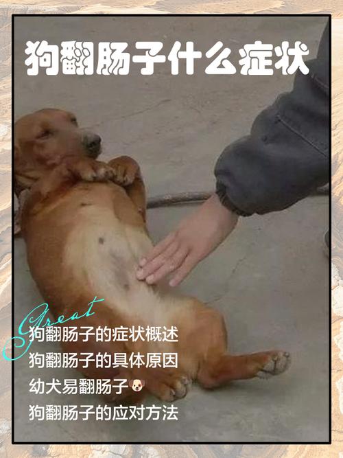 狗翻肠子什么症状/狗翻肠子什么症状多久好-第4张图片 狗翻肠子什么症状/狗翻肠子什么症状多久好-第4张图片