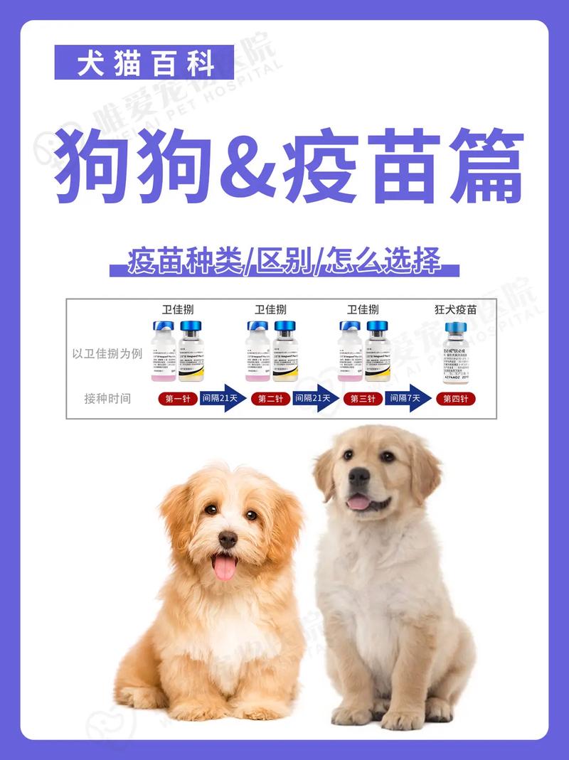 狗狗必须打疫苗吗-狗狗必须打疫苗吗现在-第10张图片 狗狗必须打疫苗吗-狗狗必须打疫苗吗现在-第10张图片