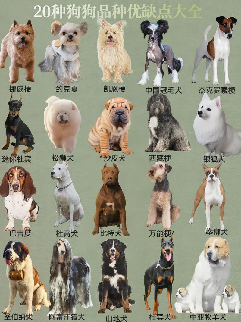 狗狗分类品种大全/狗狗分类介绍-第9张图片 狗狗分类品种大全/狗狗分类介绍-第9张图片