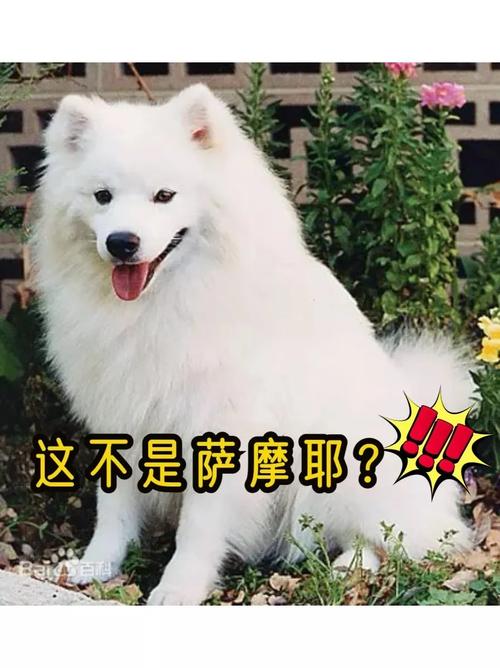 作为消费者“爱斯基摩犬萨摩耶”你不能不知道-第3张图片 作为消费者“爱斯基摩犬萨摩耶”你不能不知道-第3张图片
