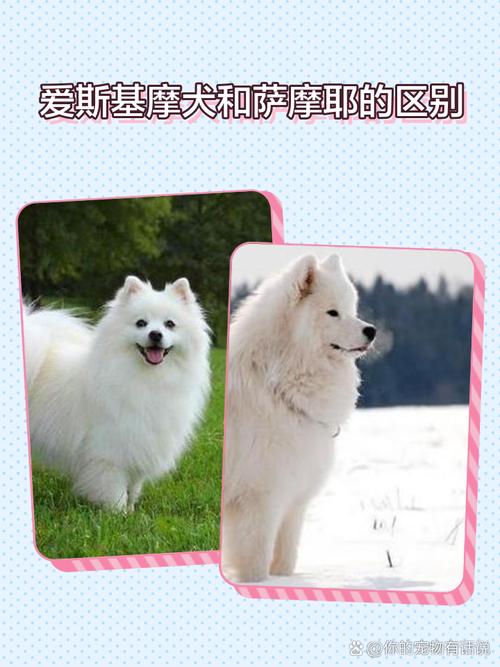 作为消费者“爱斯基摩犬萨摩耶”你不能不知道-第5张图片 作为消费者“爱斯基摩犬萨摩耶”你不能不知道-第5张图片