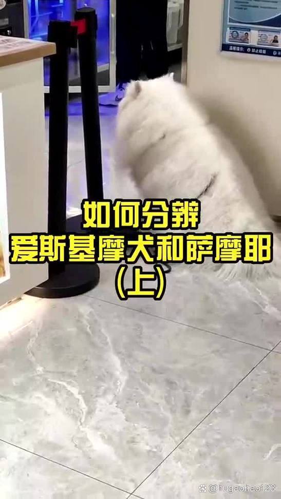 作为消费者“爱斯基摩犬萨摩耶”你不能不知道-第7张图片 作为消费者“爱斯基摩犬萨摩耶”你不能不知道-第7张图片