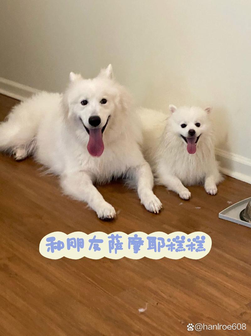 作为消费者“爱斯基摩犬萨摩耶”你不能不知道-第9张图片 作为消费者“爱斯基摩犬萨摩耶”你不能不知道-第9张图片