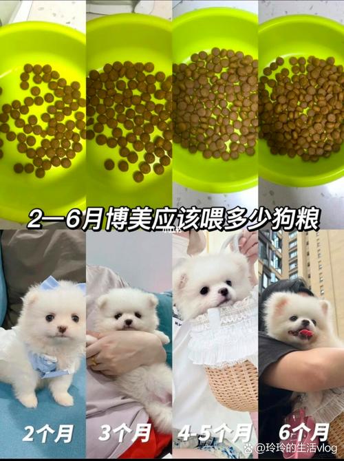 十斤的狗狗一天吃多少狗粮/十斤的狗狗一天吃多少狗粮啊-第1张图片 十斤的狗狗一天吃多少狗粮/十斤的狗狗一天吃多少狗粮啊-第1张图片