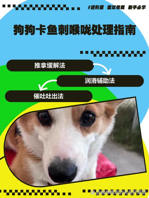 作为消费者“狗狗吃鱼刺卡了怎么办”你不能不知道-第4张图片 作为消费者“狗狗吃鱼刺卡了怎么办”你不能不知道-第4张图片