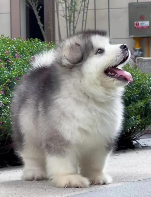 阿拉斯加幼犬吃什么长得胖-阿拉斯加幼犬应该吃什么-第3张图片 阿拉斯加幼犬吃什么长得胖-阿拉斯加幼犬应该吃什么-第3张图片
