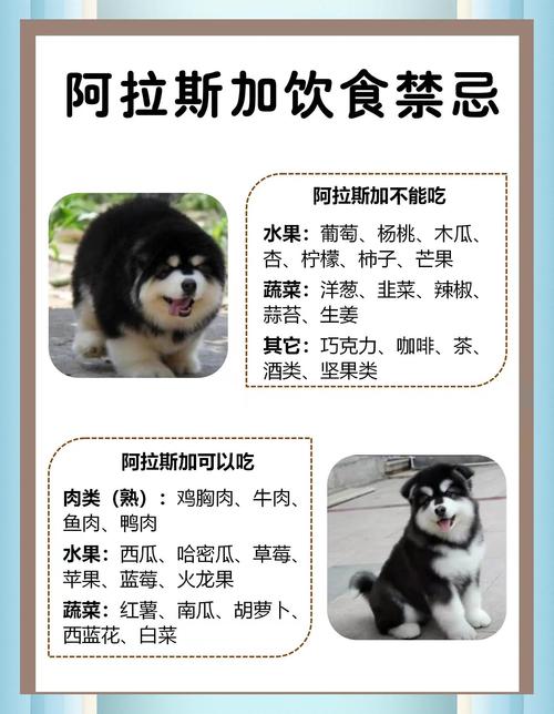 阿拉斯加幼犬吃什么长得胖-阿拉斯加幼犬应该吃什么-第4张图片 阿拉斯加幼犬吃什么长得胖-阿拉斯加幼犬应该吃什么-第4张图片