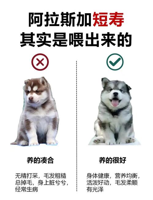 阿拉斯加幼犬吃什么长得胖-阿拉斯加幼犬应该吃什么-第5张图片 阿拉斯加幼犬吃什么长得胖-阿拉斯加幼犬应该吃什么-第5张图片