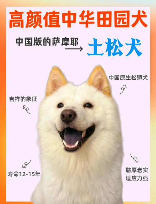 纯白色土狗怎么来的-白色土狗长大会变色吗-第6张图片 纯白色土狗怎么来的-白色土狗长大会变色吗-第6张图片