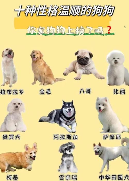 作为消费者“柯基犬费用”你不能不知道-第4张图片 作为消费者“柯基犬费用”你不能不知道-第4张图片