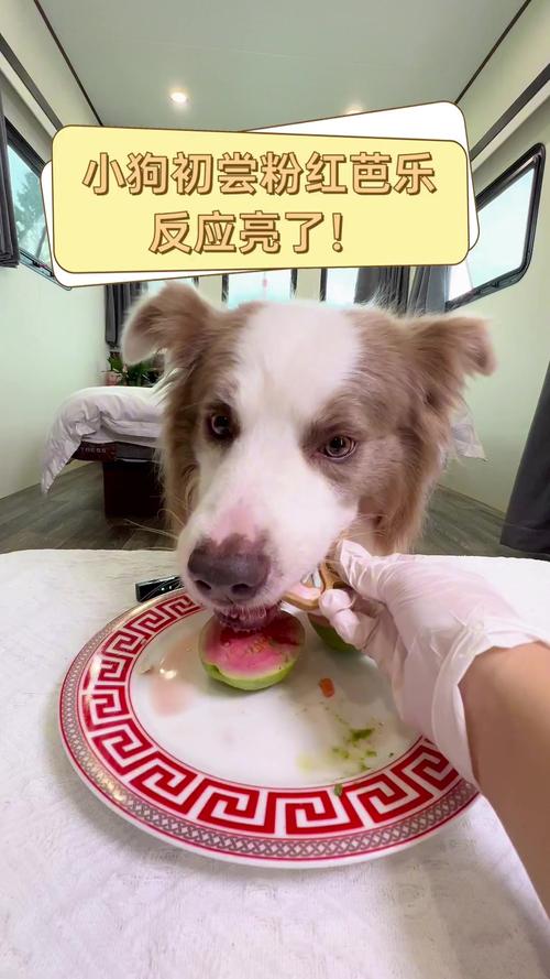 狗能吃番石榴吗-狗能吃番石榴吗?-第3张图片 狗能吃番石榴吗-狗能吃番石榴吗?-第3张图片