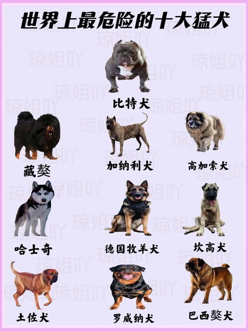 比较凶猛的狗品种/比较凶猛的狗品种排名-第4张图片 比较凶猛的狗品种/比较凶猛的狗品种排名-第4张图片