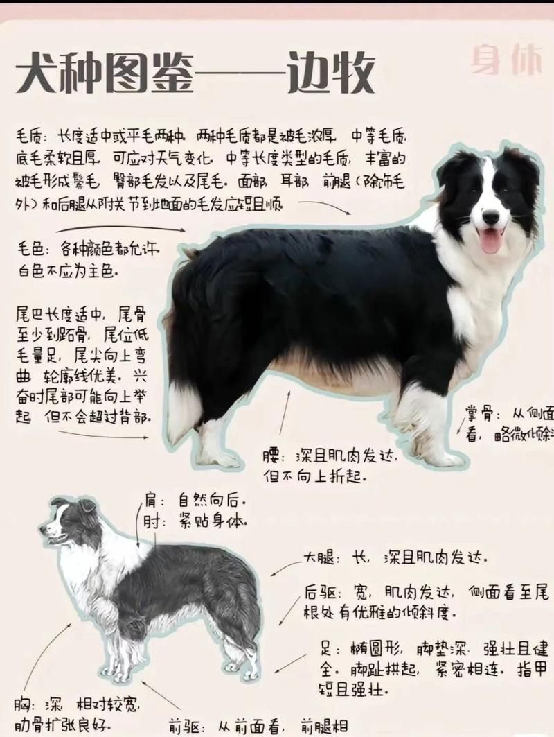 边境牧羊犬的智力,边境牧羊犬的智力排名-第1张图片 边境牧羊犬的智力,边境牧羊犬的智力排名-第1张图片