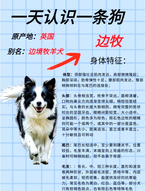 边境牧羊犬的智力,边境牧羊犬的智力排名-第2张图片 边境牧羊犬的智力,边境牧羊犬的智力排名-第2张图片