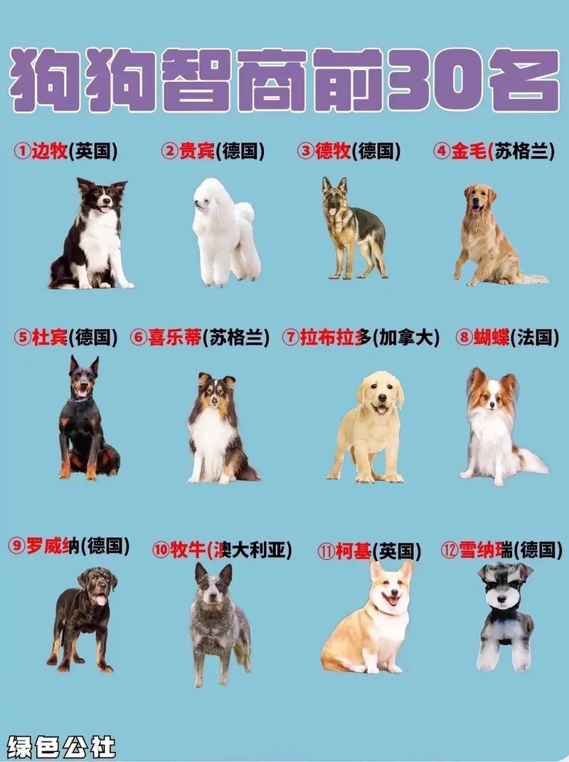 边境牧羊犬的智力,边境牧羊犬的智力排名-第3张图片 边境牧羊犬的智力,边境牧羊犬的智力排名-第3张图片