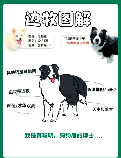 边境牧羊犬的智力,边境牧羊犬的智力排名-第5张图片 边境牧羊犬的智力,边境牧羊犬的智力排名-第5张图片