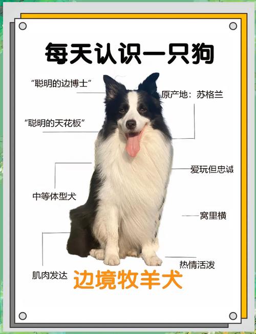 边境牧羊犬的智力,边境牧羊犬的智力排名-第6张图片 边境牧羊犬的智力,边境牧羊犬的智力排名-第6张图片