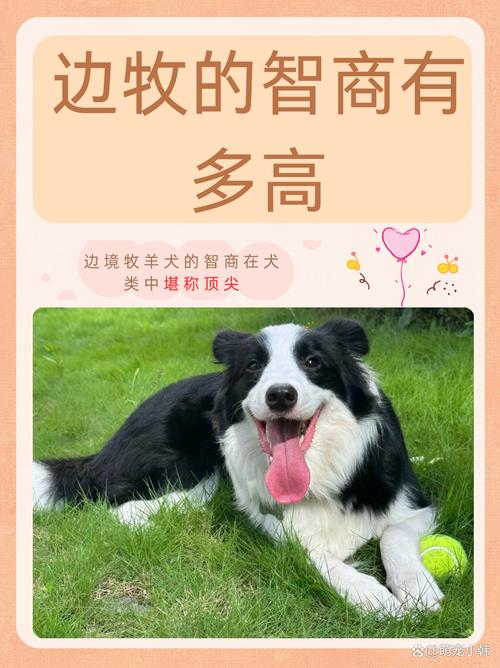 边境牧羊犬的智力,边境牧羊犬的智力排名-第8张图片 边境牧羊犬的智力,边境牧羊犬的智力排名-第8张图片