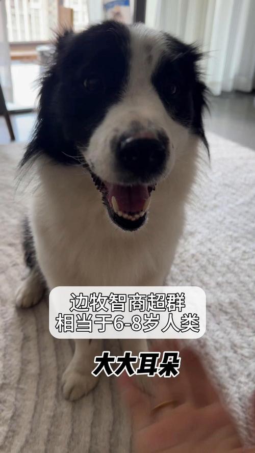 边境牧羊犬的智力,边境牧羊犬的智力排名-第9张图片 边境牧羊犬的智力,边境牧羊犬的智力排名-第9张图片
