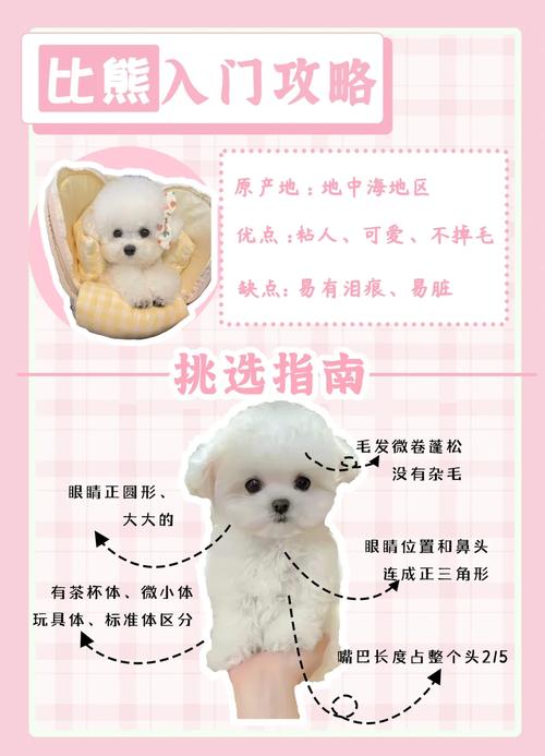 比熊属于什么类型的犬,比熊属于什么小型犬还是中型犬-第3张图片 比熊属于什么类型的犬,比熊属于什么小型犬还是中型犬-第3张图片