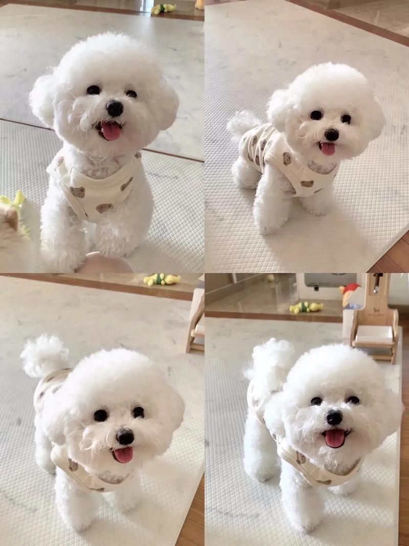 比熊属于什么类型的犬,比熊属于什么小型犬还是中型犬-第4张图片 比熊属于什么类型的犬,比熊属于什么小型犬还是中型犬-第4张图片