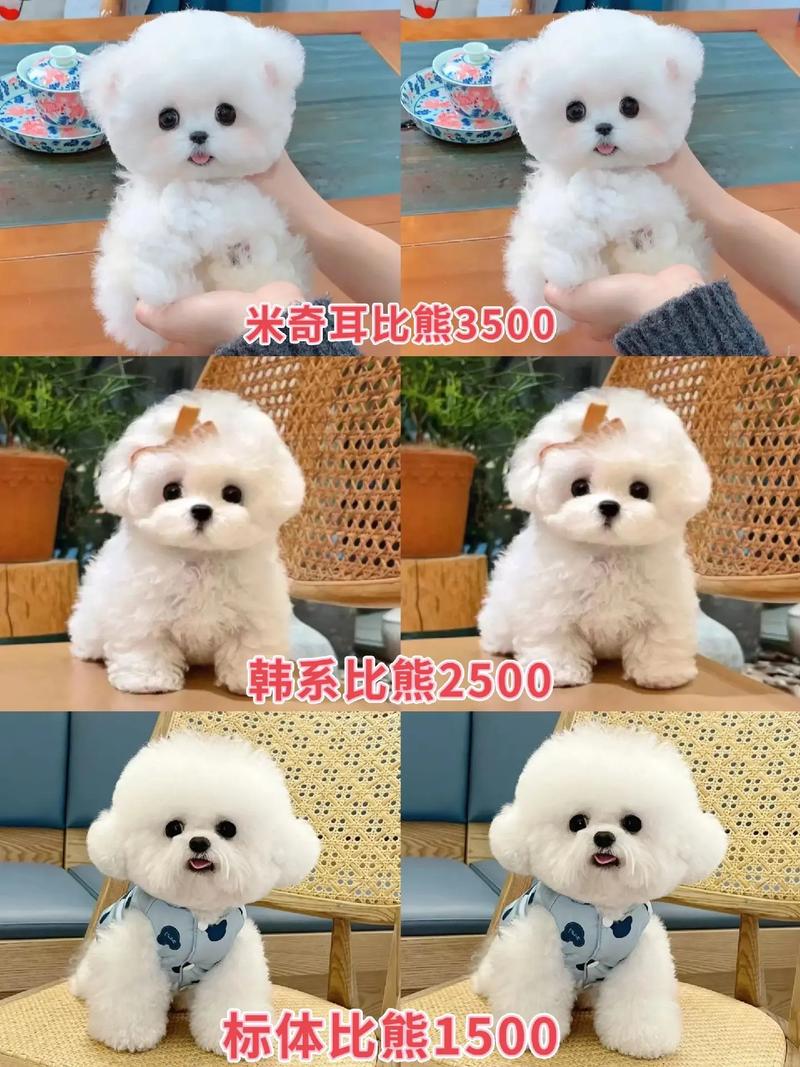 比熊属于什么类型的犬,比熊属于什么小型犬还是中型犬-第5张图片 比熊属于什么类型的犬,比熊属于什么小型犬还是中型犬-第5张图片