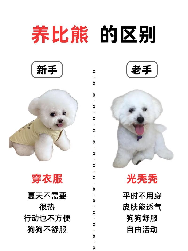 比熊属于什么类型的犬,比熊属于什么小型犬还是中型犬-第6张图片 比熊属于什么类型的犬,比熊属于什么小型犬还是中型犬-第6张图片