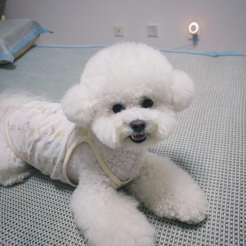 比熊属于什么类型的犬,比熊属于什么小型犬还是中型犬-第7张图片 比熊属于什么类型的犬,比熊属于什么小型犬还是中型犬-第7张图片