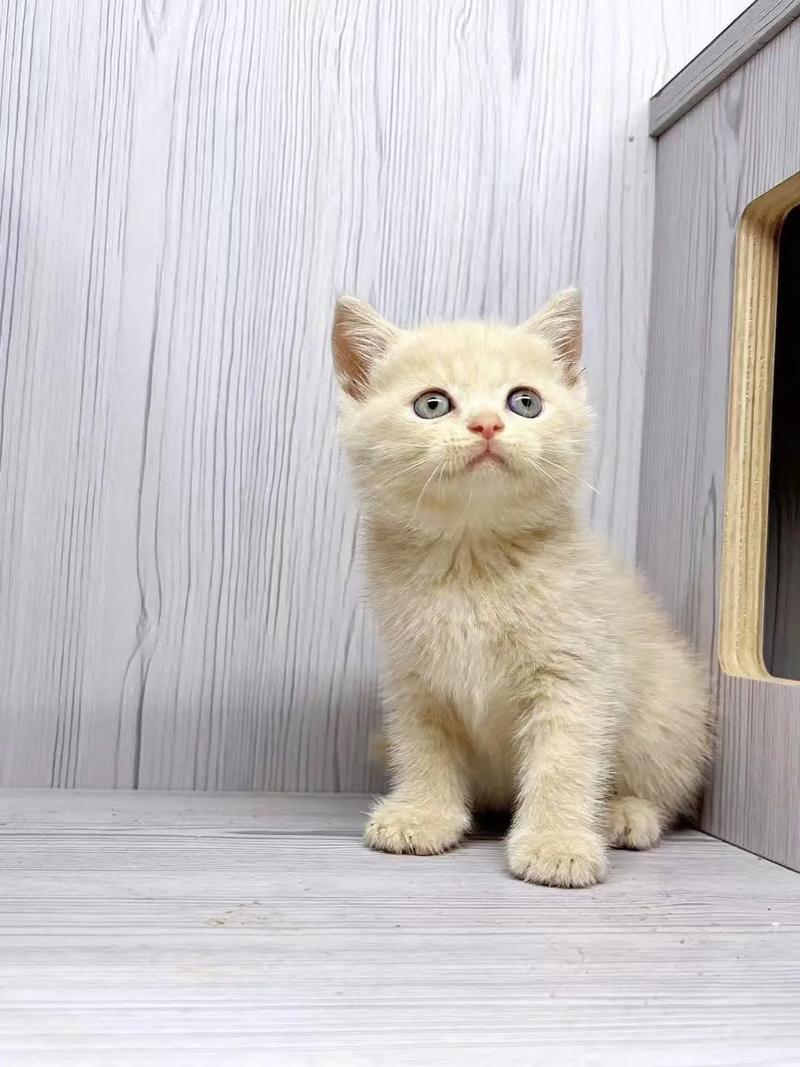 三个月的猫咪有多大,三个月的猫咪算多大-第1张图片 三个月的猫咪有多大,三个月的猫咪算多大-第1张图片