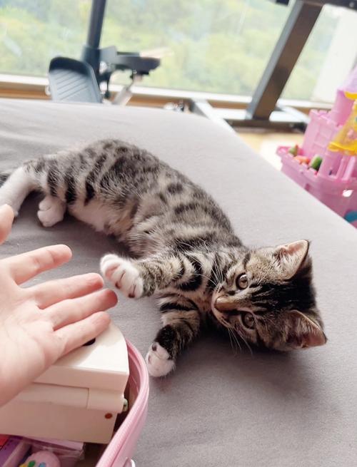 三个月的猫咪有多大,三个月的猫咪算多大-第4张图片 三个月的猫咪有多大,三个月的猫咪算多大-第4张图片