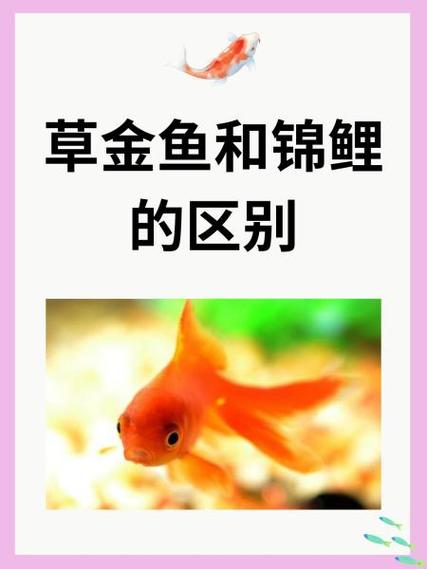 草金鱼和锦鲤哪个好养/草金鱼和锦鲤哪个漂亮-第1张图片 草金鱼和锦鲤哪个好养/草金鱼和锦鲤哪个漂亮-第1张图片