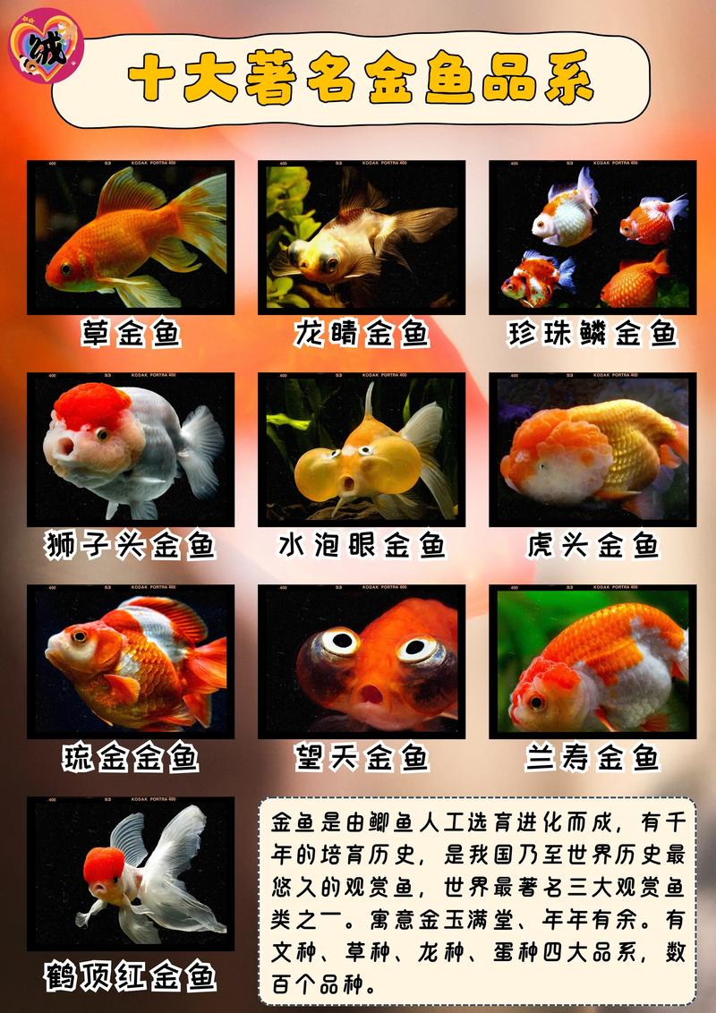 草金鱼和锦鲤哪个好养/草金鱼和锦鲤哪个漂亮-第2张图片 草金鱼和锦鲤哪个好养/草金鱼和锦鲤哪个漂亮-第2张图片