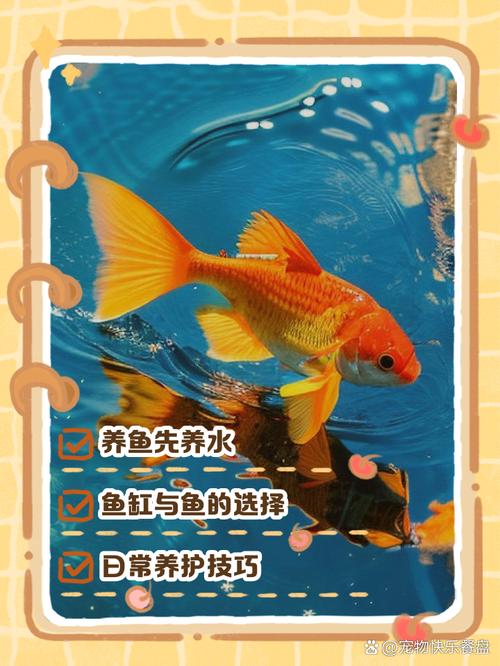 草金鱼和锦鲤哪个好养/草金鱼和锦鲤哪个漂亮-第5张图片 草金鱼和锦鲤哪个好养/草金鱼和锦鲤哪个漂亮-第5张图片