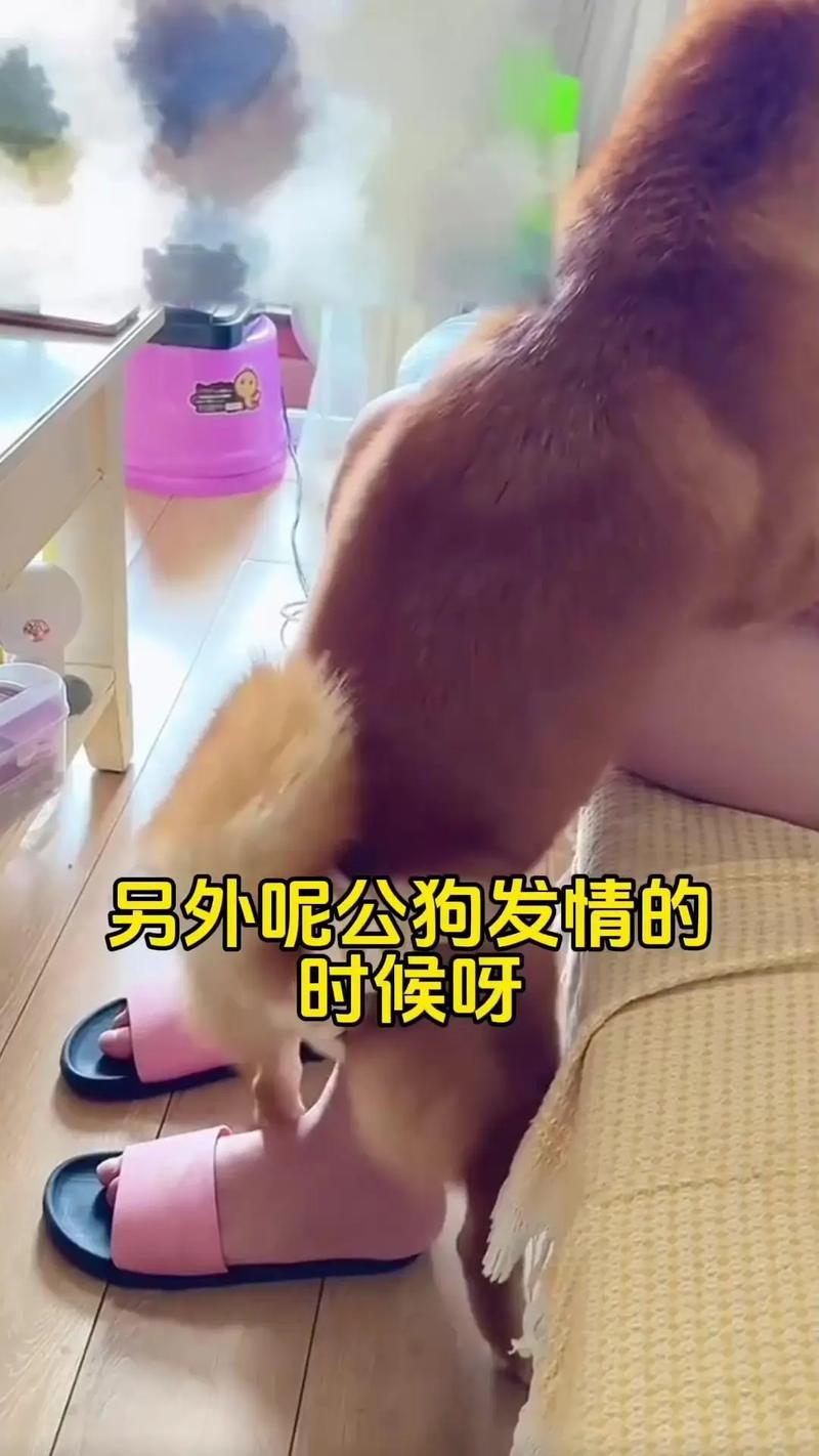 作为消费者“和狗交配”你不能不知道-第4张图片 作为消费者“和狗交配”你不能不知道-第4张图片