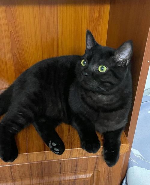 解析“纯黑的猫”你不知道的事-第2张图片 解析“纯黑的猫”你不知道的事-第2张图片