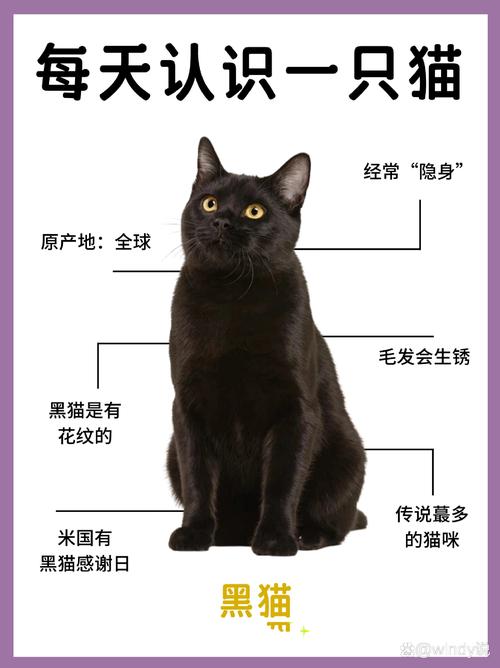 解析“纯黑的猫”你不知道的事-第3张图片 解析“纯黑的猫”你不知道的事-第3张图片