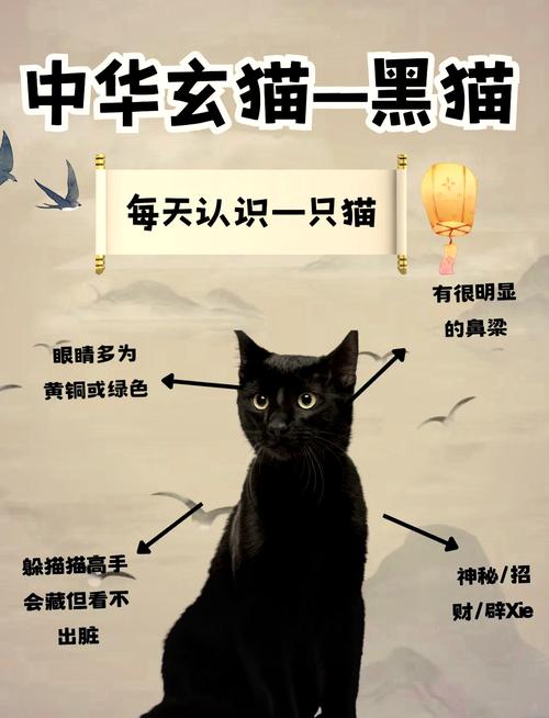 解析“纯黑的猫”你不知道的事-第4张图片 解析“纯黑的猫”你不知道的事-第4张图片