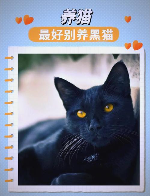 解析“纯黑的猫”你不知道的事-第5张图片 解析“纯黑的猫”你不知道的事-第5张图片