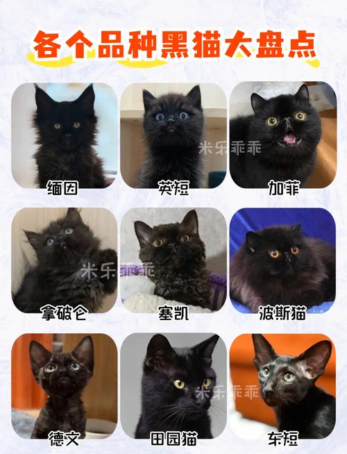 解析“纯黑的猫”你不知道的事-第6张图片 解析“纯黑的猫”你不知道的事-第6张图片