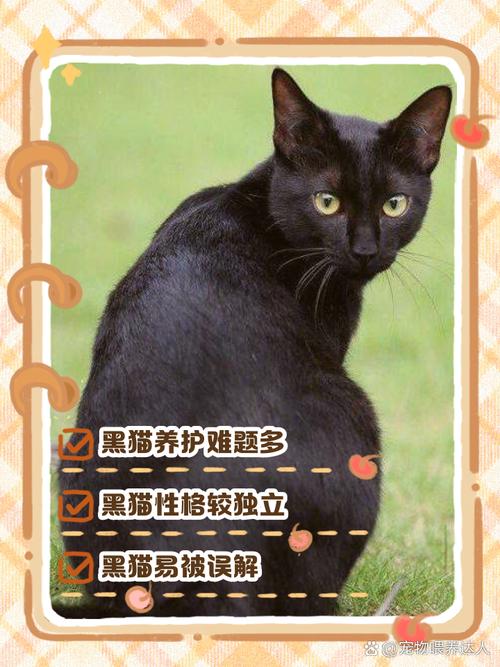 解析“纯黑的猫”你不知道的事-第7张图片 解析“纯黑的猫”你不知道的事-第7张图片
